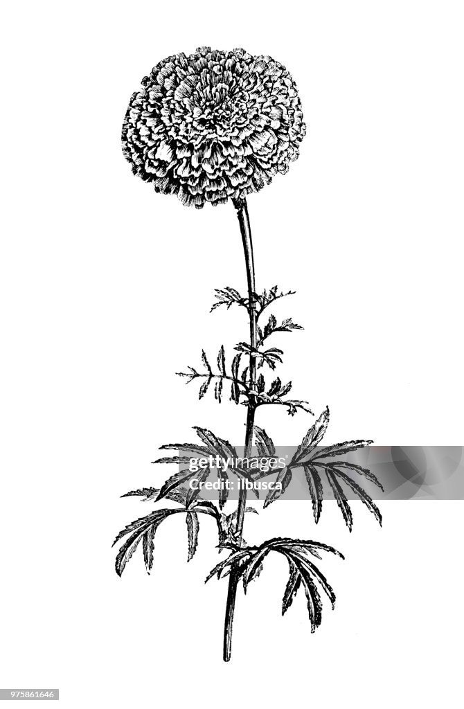Botany plants antique engraving illustration: Tagetes Erecta, African marigold