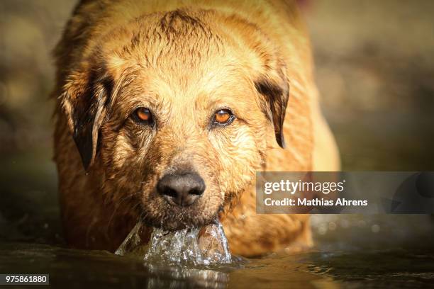 dog drinking water, bonn, germany - waterline stock pictures, royalty-free photos & images