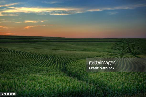 sunset over green field of corn, iowa, usa - iowa stock-fotos und bilder