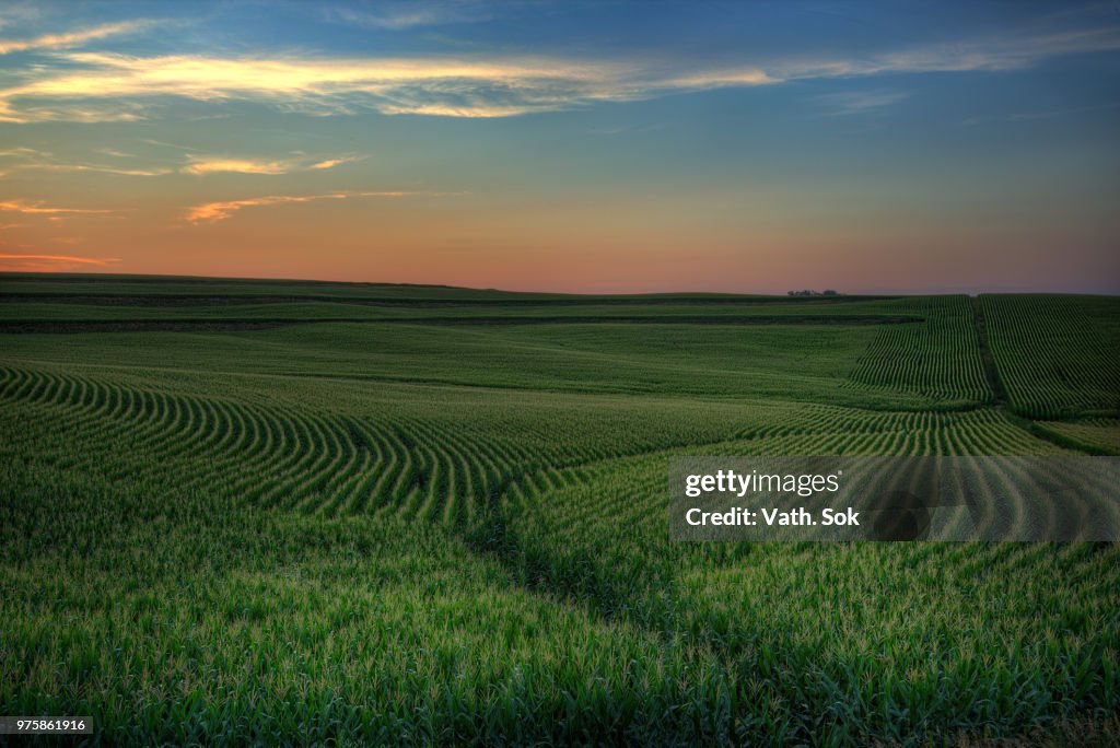 Sunset over green field of corn, Iowa, USA