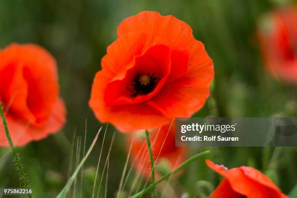 coquelicot / klatschmohn - coquelicot fotografías e imágenes de stock