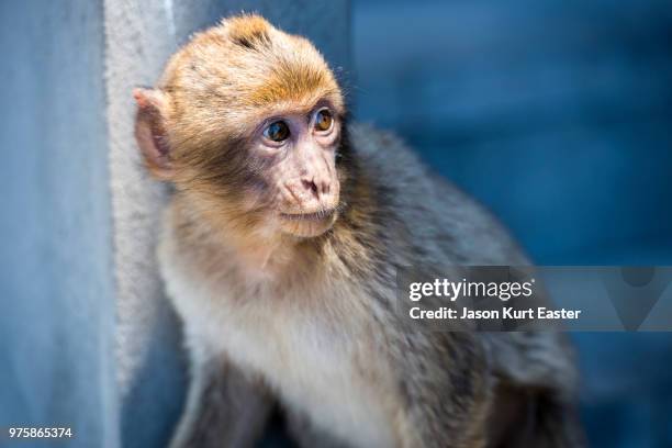 monkey leaning on wall, gibraltar - affe stock-fotos und bilder