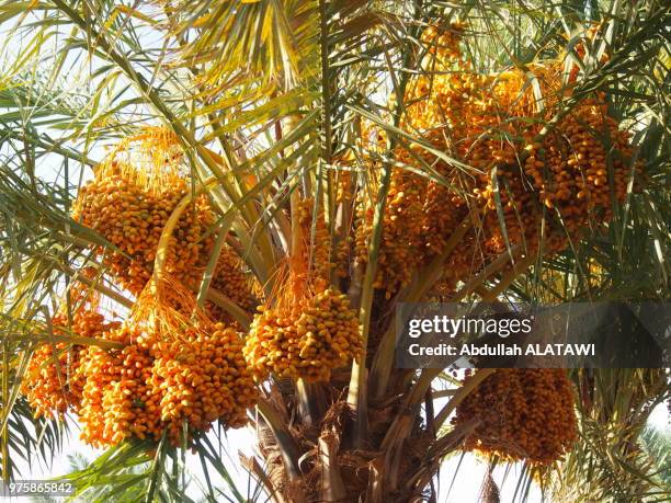 golden suger ! - date palm tree stock pictures, royalty-free photos & images