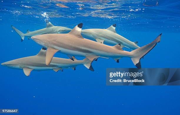 shark feeding frenzy - feeding frenzy stock pictures, royalty-free photos & images