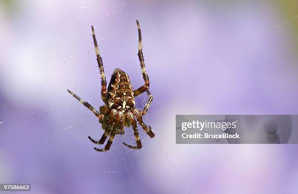 garden spider - orb web spider stock pictures, royalty-free photos & images