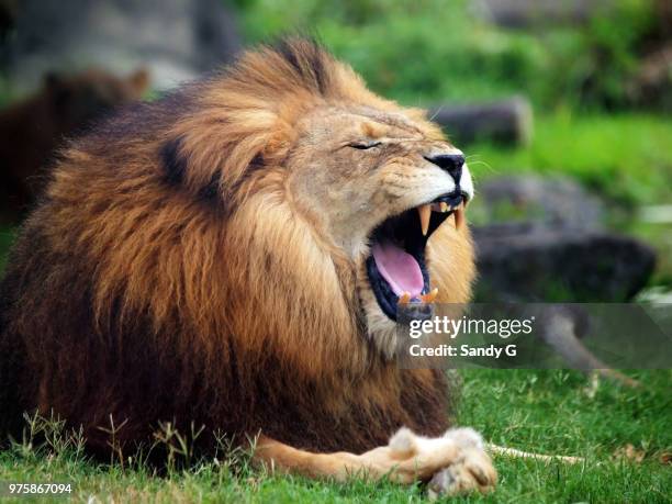 yawning lion (panthera leo) - mähne stock-fotos und bilder