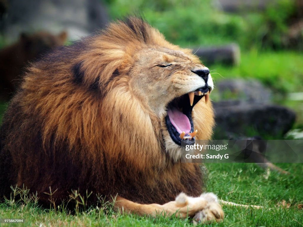 Yawning lion (panthera leo)