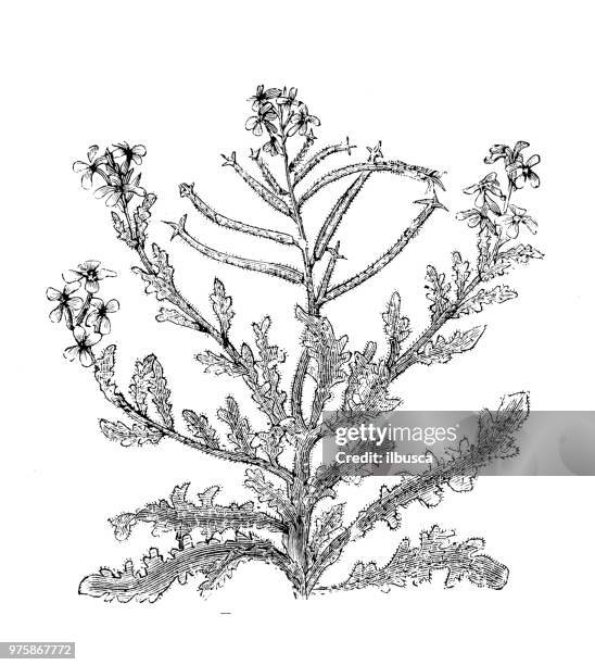 botany plants antique engraving illustration: matthiola tricuspidata - matthiola stock illustrations