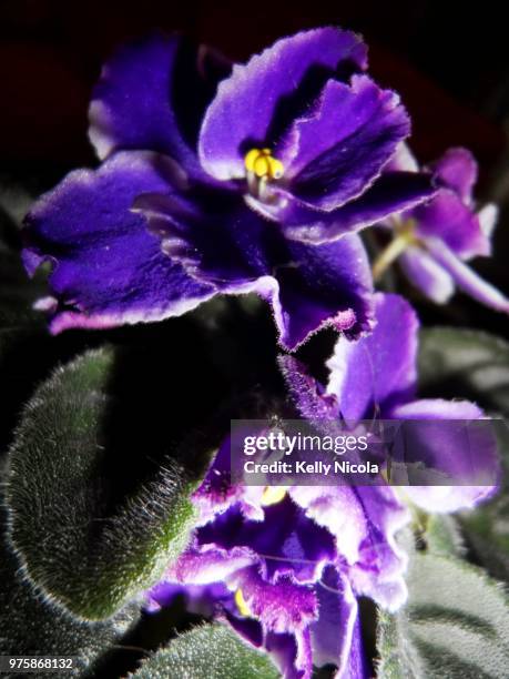 african violet - african violet - fotografias e filmes do acervo