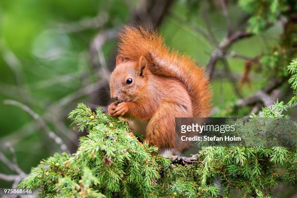red squirrel sitting in a juniper tree - small juniper stock pictures, royalty-free photos & images