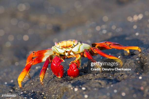 Sally Rocks 1,235 Sally Rock Stock Photos, High-Res Pictures, and Images - Getty Images