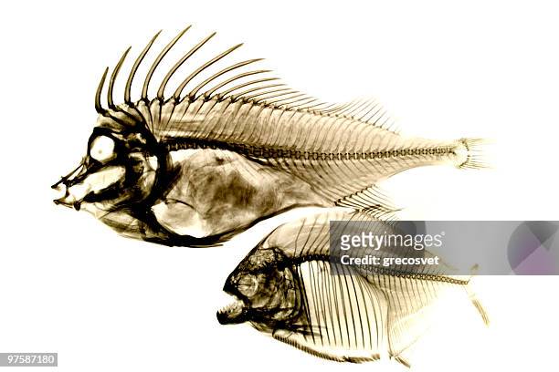 peixes raio-x no branco - fish x ray - fotografias e filmes do acervo