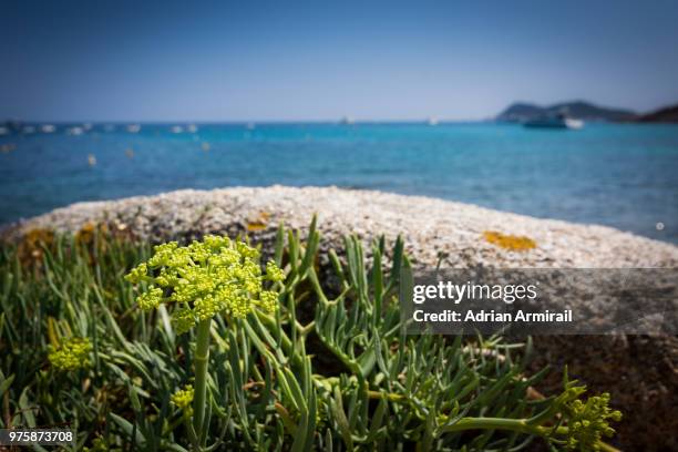 ramatuelle coast - ramatuelle stock pictures, royalty-free photos & images