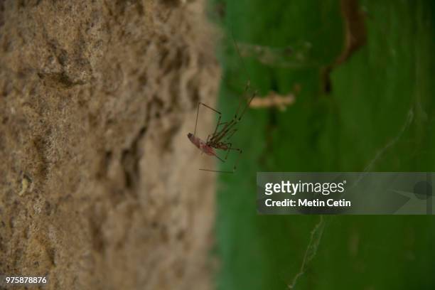 spider at lunch - cetim stock-fotos und bilder