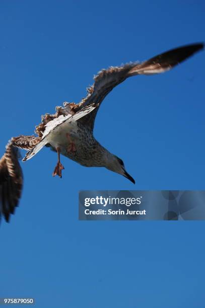 stop-motion - stop motion stock pictures, royalty-free photos & images