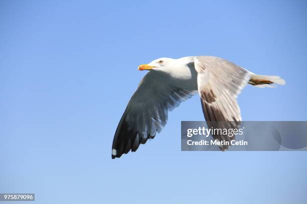 seagul - cetim stock-fotos und bilder