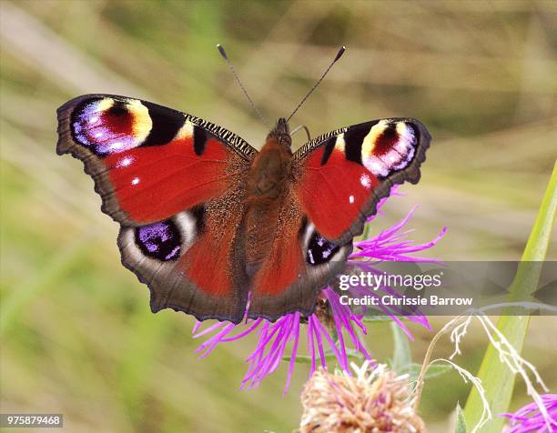 peacock butterfly - paon de jour photos et images de collection