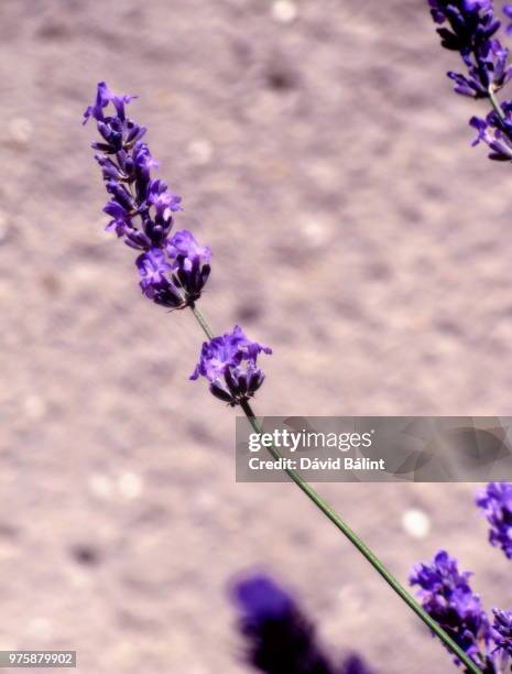 lavandula angustifolia - angustifolia stock pictures, royalty-free photos & images