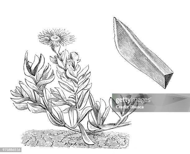 ilustrações de stock, clip art, desenhos animados e ícones de botany plants antique engraving illustration: mesembryanthemum acinaciforme - barrilha