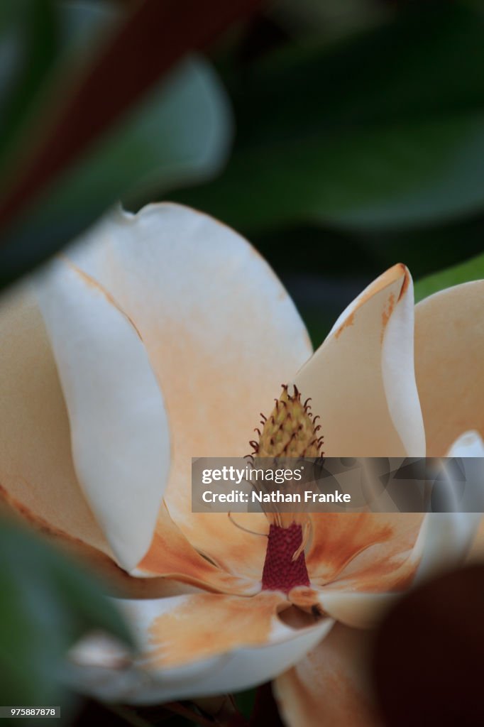 Magnolia blossom
