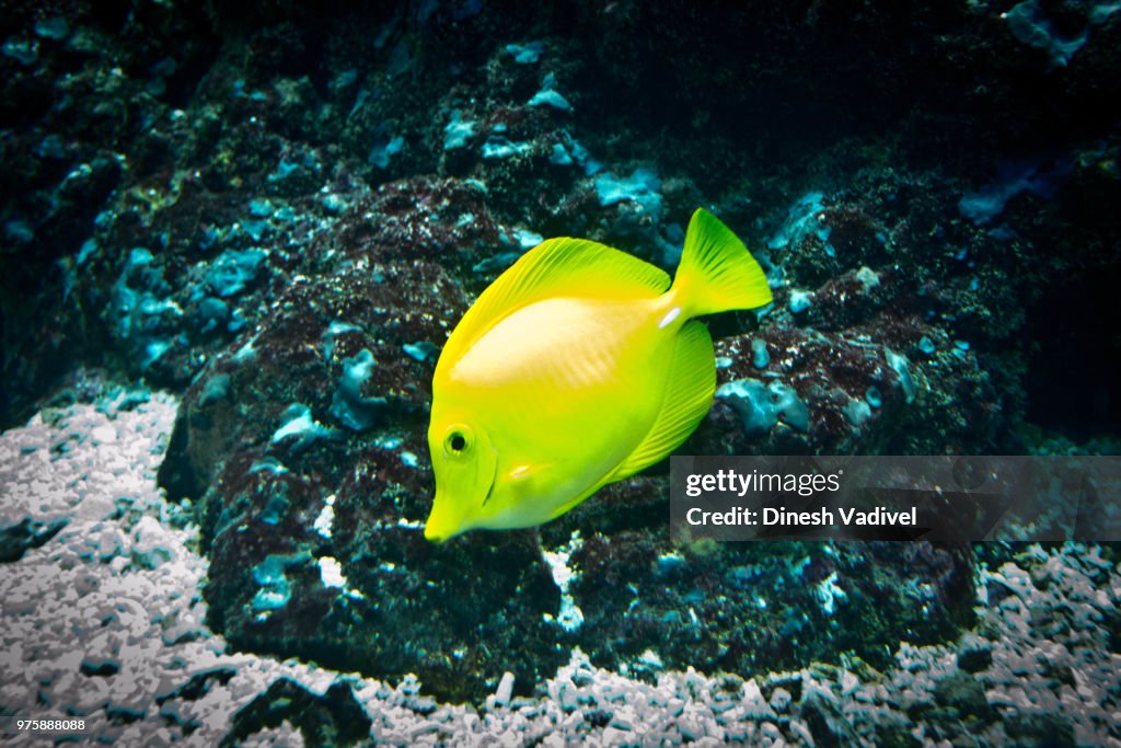 Yellow Fish