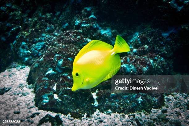 Yellow Anglet 435 Yellow Angelfish Stock Photos, High-Res Pictures, and Images ...