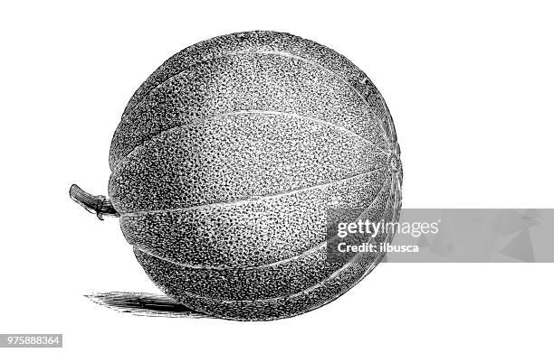 botany plants antique engraving illustration: embroidered market melon - melon stock illustrations