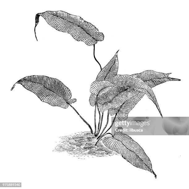 botanik pflanzen antik gravur abbildung: meniscium simplex - dna virus stock-grafiken, -clipart, -cartoons und -symbole