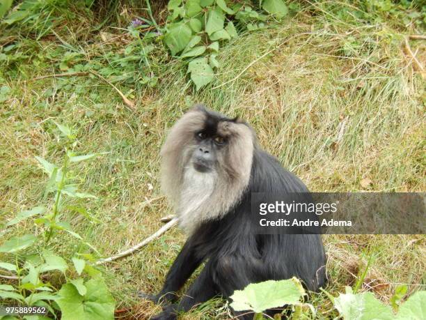 monkey - macaco coda di leone foto e immagini stock