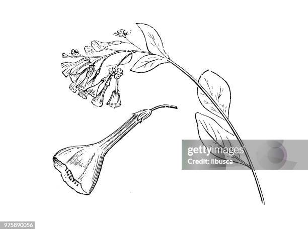 stockillustraties, clipart, cartoons en iconen met plantkunde planten antieke gravure illustratie: mertensia virginica, bluebells virginia, virginia cowslip, lungwort oysterleaf - virginia amerikaanse staat