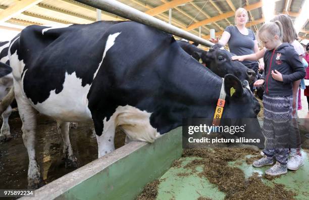 May 2018, Gressow, Germany: Leila of class 2a elementary school at Friedenshof Wismar strokes a cow, Janne Diedrich, deputy herd manager of MAG Milch...