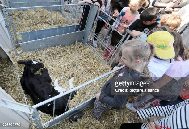 May 2018, Gressow, Germany: Children of class 2 a elementary school at Friedenshof Wismar look at a few days old calf in MAG Milch and Marktfrucht...