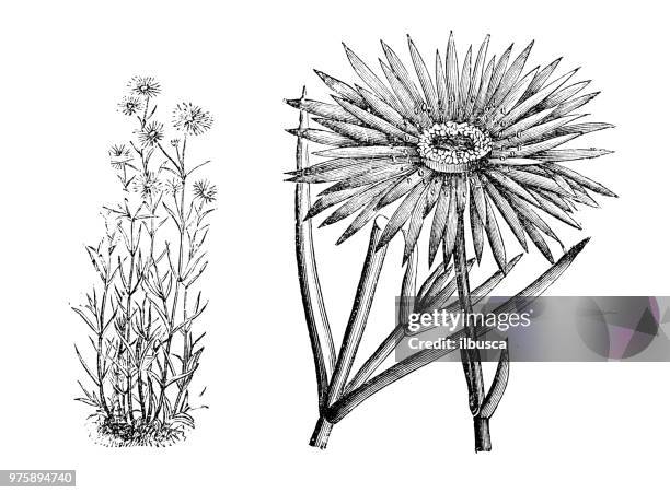 ilustrações de stock, clip art, desenhos animados e ícones de botany plants antique engraving illustration: mesembryanthemum coccineum - barrilha