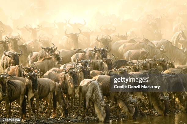 blue wildebeest (connochaetes taurinus) migration, narok county, kenya - narok ストックフォトと画像