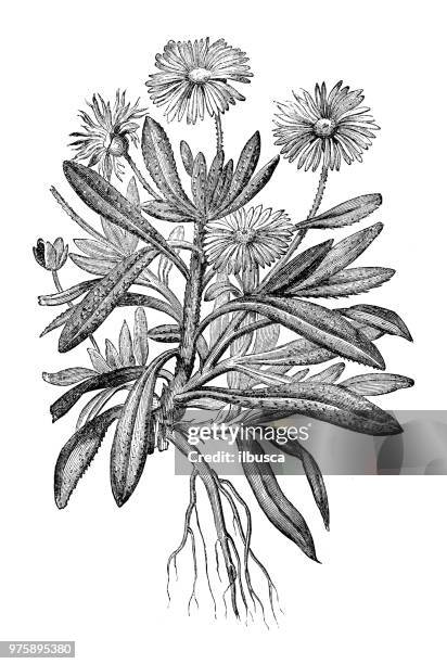 ilustrações de stock, clip art, desenhos animados e ícones de botany plants antique engraving illustration: mesembryanthemum criniflorum - barrilha