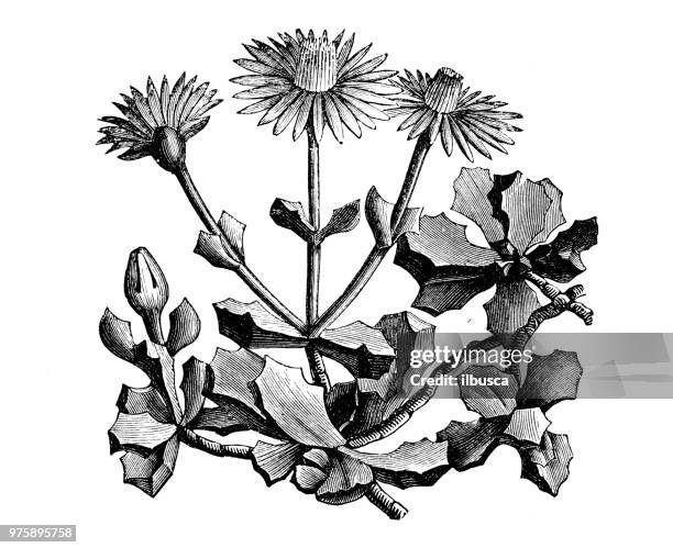 ilustrações de stock, clip art, desenhos animados e ícones de botany plants antique engraving illustration: mesembryanthemum deltoides - barrilha