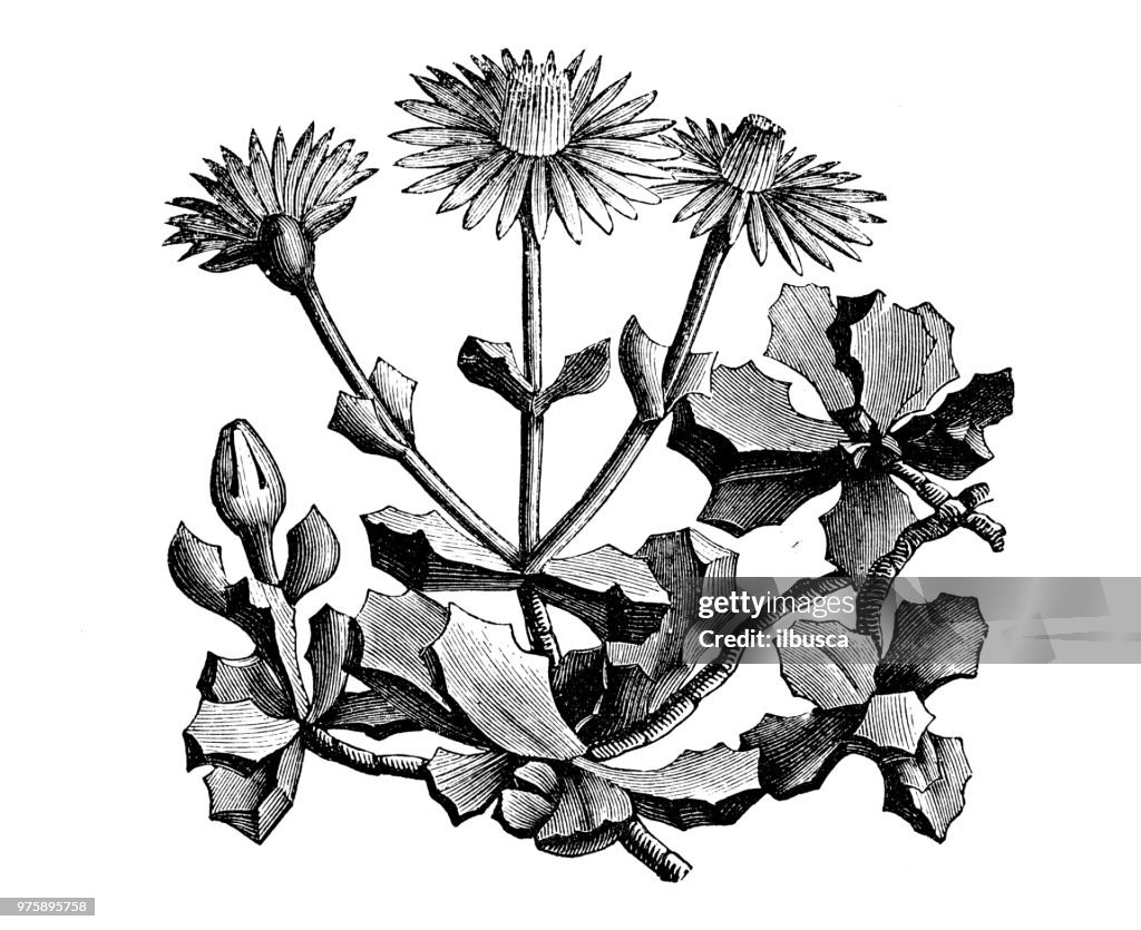 Botany plants antique engraving illustration: mesembryanthemum deltoides