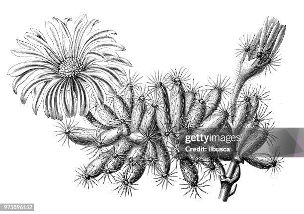 ilustrações de stock, clip art, desenhos animados e ícones de botany plants antique engraving illustration: mesembryanthemum densum - barrilha