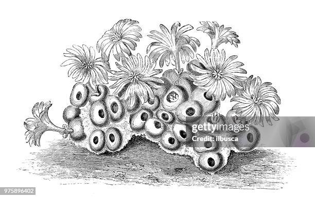 ilustrações de stock, clip art, desenhos animados e ícones de botany plants antique engraving illustration: mesembryanthemum minutum - barrilha