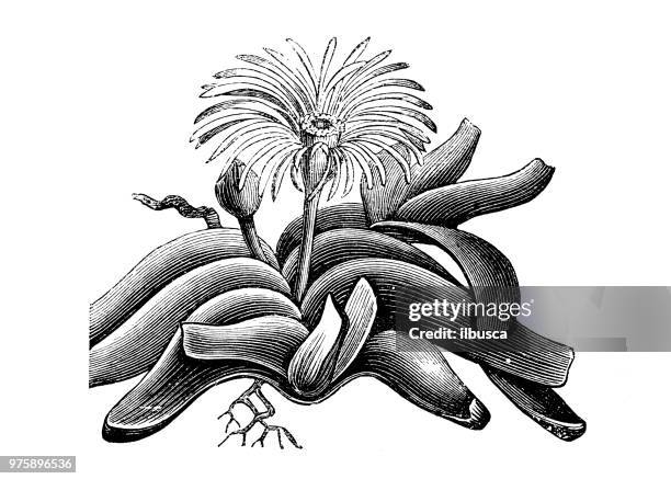 ilustrações de stock, clip art, desenhos animados e ícones de botany plants antique engraving illustration: mesembryanthemum linguaeforme - barrilha