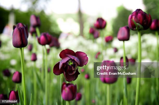 ottawa tulipfest 2012 - ottawa tulips stock pictures, royalty-free photos & images