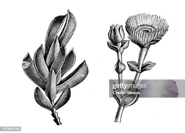 ilustrações de stock, clip art, desenhos animados e ícones de botany plants antique engraving illustration: mesembryanthemum mutabile - barrilha