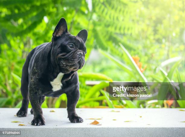 cute little purebreed french bulldog standing on bench in a tropical park during a sunny day - ぶち模様 ストックフォトと画像