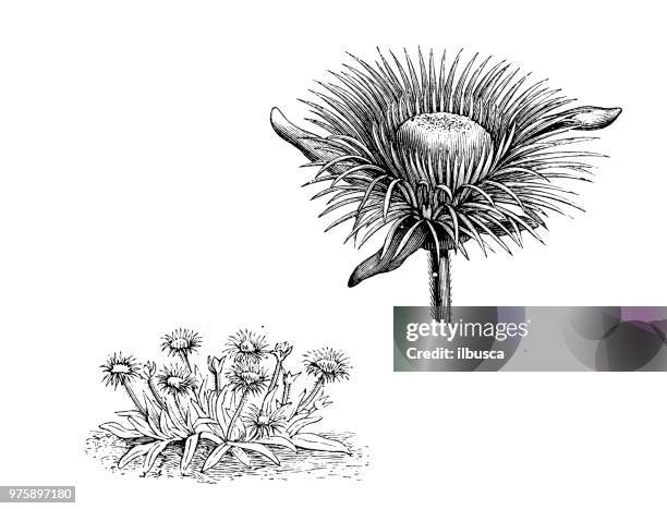 ilustrações de stock, clip art, desenhos animados e ícones de botany plants antique engraving illustration: mesembryanthemum pomeridianum, carpanthea pomeridiana - barrilha