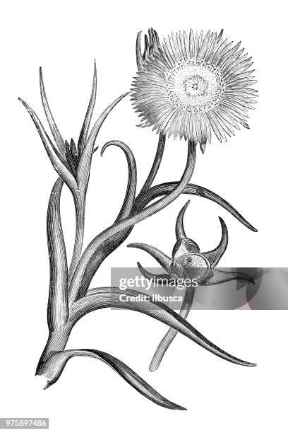 ilustrações de stock, clip art, desenhos animados e ícones de botany plants antique engraving illustration: mesembryanthemum pugioniforme - barrilha