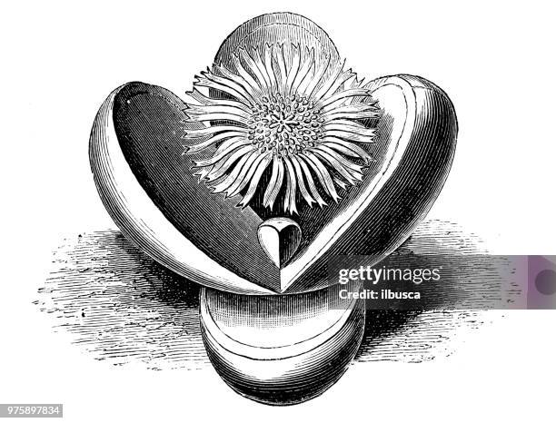 ilustrações de stock, clip art, desenhos animados e ícones de botany plants antique engraving illustration: mesembryanthemum testiculatum - barrilha