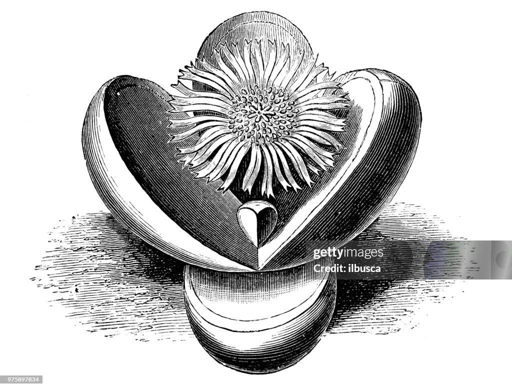 Botany plants antique engraving illustration: mesembryanthemum testiculatum