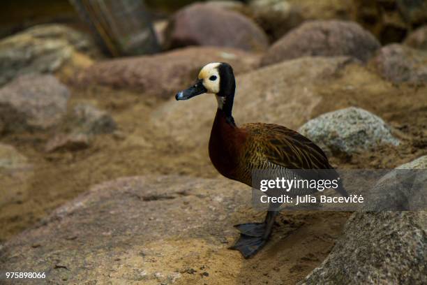 bird - white faced whistling duck stock pictures, royalty-free photos & images