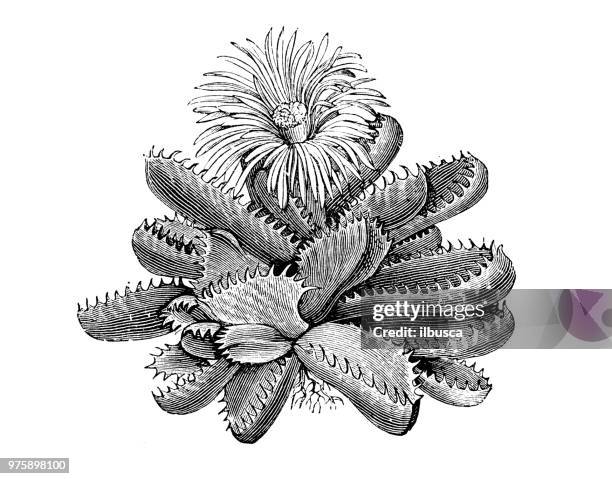 ilustrações de stock, clip art, desenhos animados e ícones de botany plants antique engraving illustration: mesembryanthemum tigrinum - barrilha