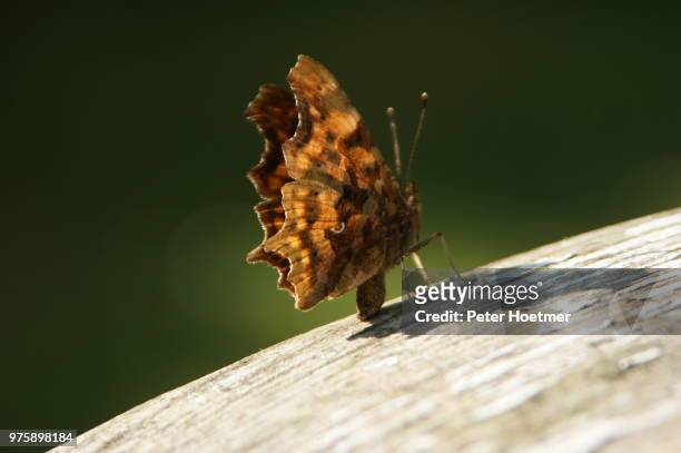butterfly - comma butterfly stock pictures, royalty-free photos & images